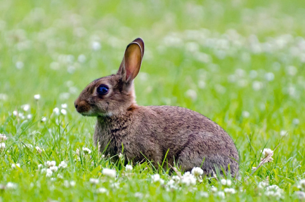 A photograph of a rabbit in a meadow.